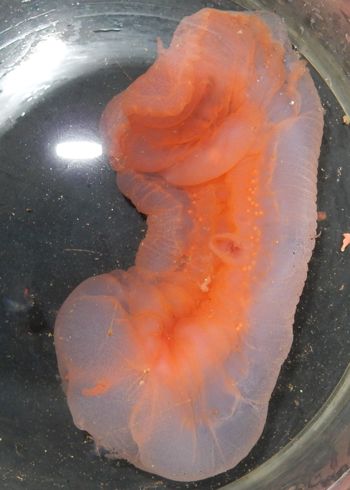 Media type: image;   Invertebrate Zoology 151104